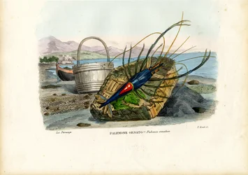 Crustacés, 1863-79